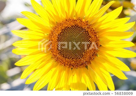 close-up of a beautiful sunflower in a field close-up of a beautiful sunflower in a field 56838009