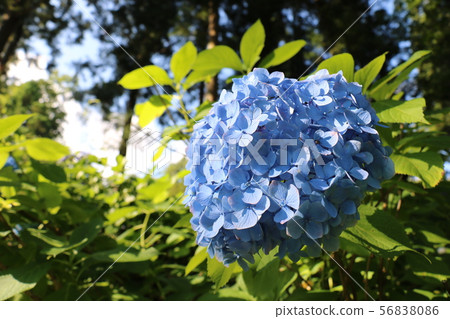 Hydrangea at Kobayashi Temple in Nihonmatsu City, Fukushima Prefecture 56838086