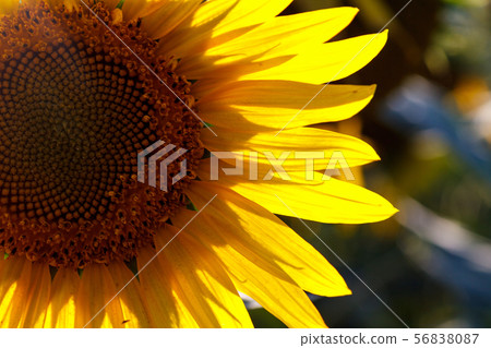 close-up of a beautiful sunflower in a field close-up of a beautiful sunflower in a field 56838087