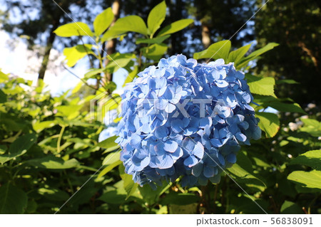 Hydrangea at Kobayashi Temple in Nihonmatsu City, Fukushima Prefecture Hydrangea at Kobayashi Temple in Nihonmatsu City, Fukushima Prefecture 56838091