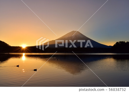 Fuji upside down with duck on sunrise and Lake Shoji 56838732