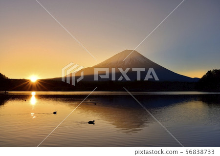 Fuji upside down with duck on sunrise and Lake Shoji 56838733