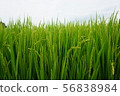 country 56838984