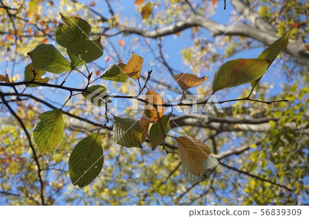 Autumn sky sky 56839309