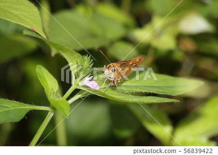 Powered by Discuz! Powered by Discuz! 56839422