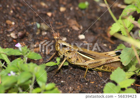 Porcupine grasshopper 56839423