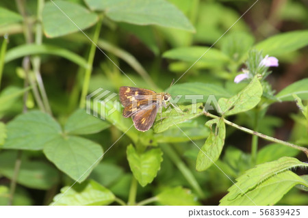 Powered by Discuz! Powered by Discuz! 56839425