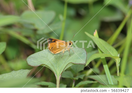 Powered by Discuz! 56839427