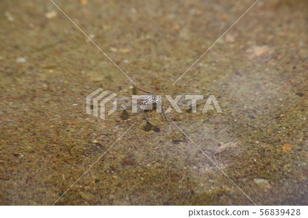 Shima Ammenbo 56839428