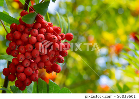 Ripe red bunches of rowan on a tree in late summer, close up Ripe red bunches of rowan on a tree in late summer, close up 56839601
