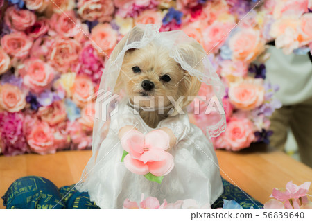 婚禮 婚禮 56839640