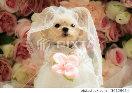 wedding  56839654