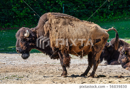 American buffalo known as bison, Bos bison in the zoo 56839830