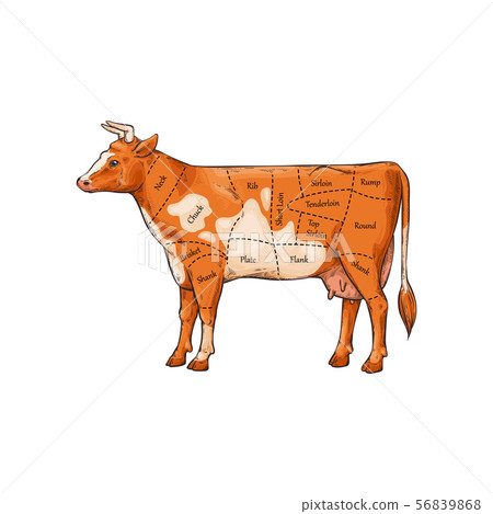 Cut of meat poster with cow sketch vector illustration isolated on background. Cut of meat poster with cow sketch vector illustration isolated on background. 56839868
