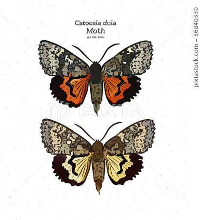Catocala dula is a moth of the family Erebidae. Catocala dula is a moth of the family Erebidae. 56840330