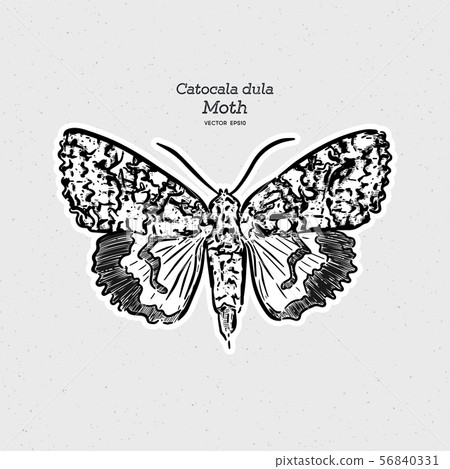 Catocala dula is a moth of the family Erebidae. 56840331