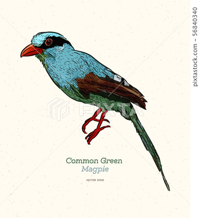 The common green magpie (Cissa chinensis) is a The common green magpie (Cissa chinensis) is a 56840340