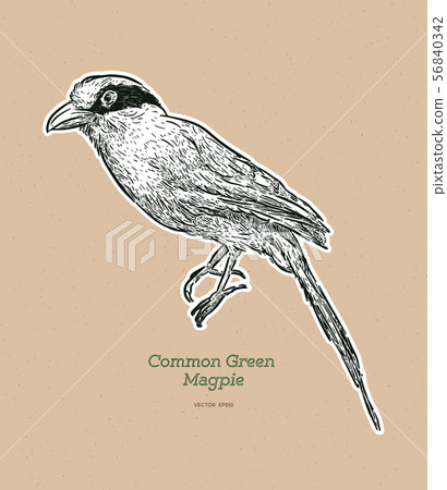 The common green magpie (Cissa chinensis) is a The common green magpie (Cissa chinensis) is a 56840342