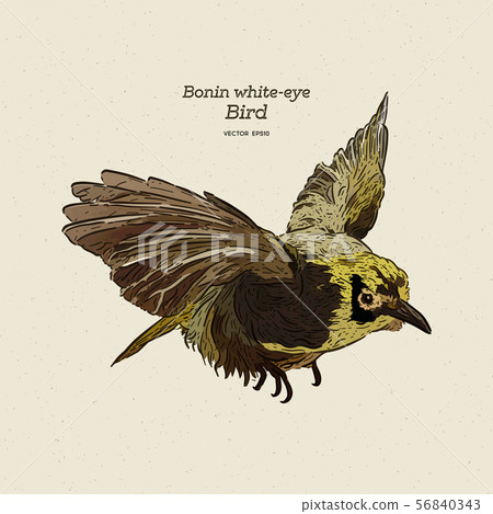 The Bonin white-eye bird, hand draw sketch vector. The Bonin white-eye bird, hand draw sketch vector. 56840343