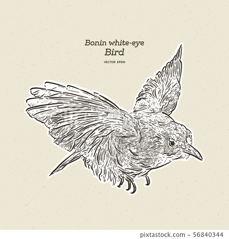 The Bonin white-eye bird, hand draw sketch vector. 56840344