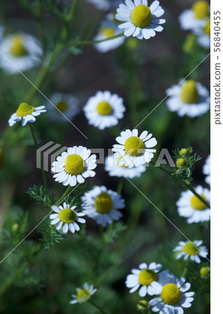 Chamomile flower language "to resist adversity" 56840455