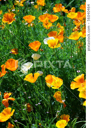 It is called Hanabishi grass California poppy. 56840464