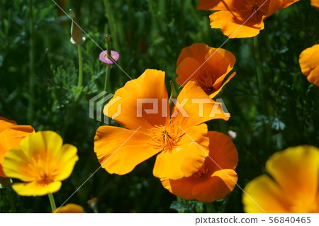 It is called Hanabishi grass California poppy. 56840465