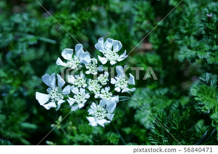 Orlea Grandy Flora The flower language is "silent" 56840471