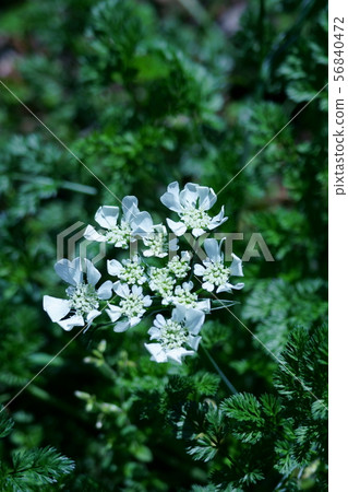 Orlea Grandy Flora The flower language is "silent" 56840472