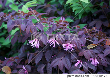 Safflower Tokiwa Mansaku, the language of flowers 56840475