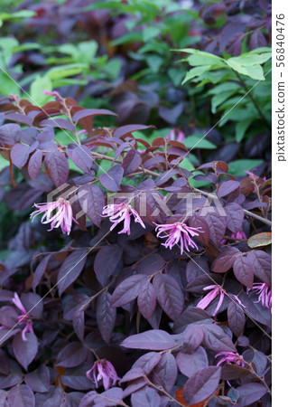 Safflower Tokiwa Mansaku, the language of flowers 56840476