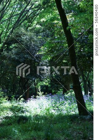 花蘿蔔在森林裡 56840480