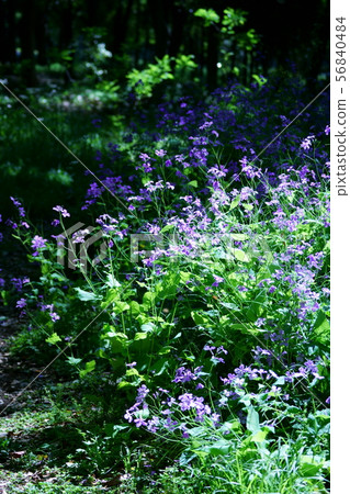 Hana Daikon Hanadaikon（Hanadaikon）是愛的語言。 56840484