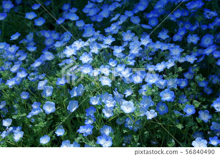 Ruri arabesque nemophila flower language is "pretty" 56840490