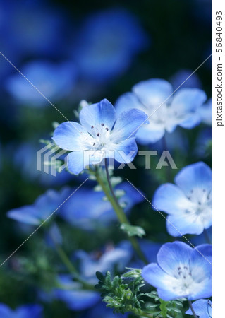 Ruri蔓藤花紋nemophila花語言是“漂亮” 56840493