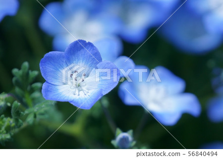 Ruri蔓藤花紋nemophila花語言是“漂亮” Ruri蔓藤花紋nemophila花語言是“漂亮” 56840494