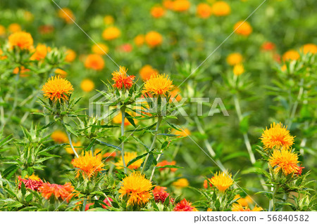 Safflower in full bloom 56840582
