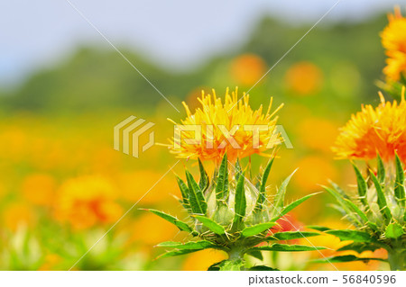 Safflower in full bloom Safflower in full bloom 56840596