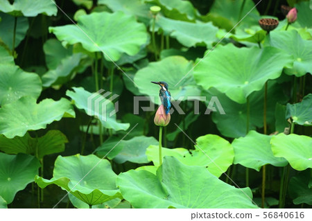 August: Machida 46 Kase Setus and Lotus Pond / Yakushiike Park 56840616