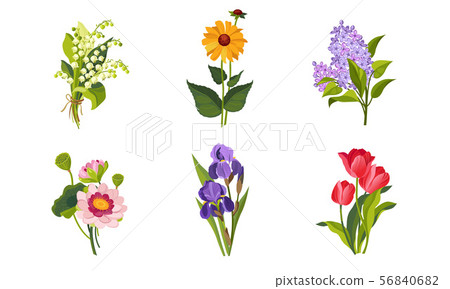 Beautiful Flowers Set, Lily of the Valley, Lilac, Iris, Tulip Vector Illustration Beautiful Flowers Set, Lily of the Valley, Lilac, Iris, Tulip Vector Illustration 56840682