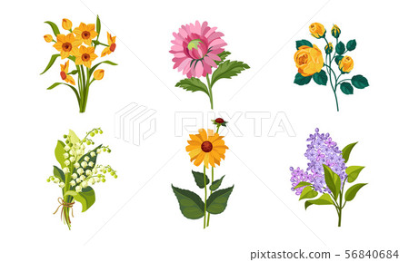 Beautiful Flowers Set, Daffodil, Lily of the Valley, Lilac, Dahlia, Vector Illustration 56840684