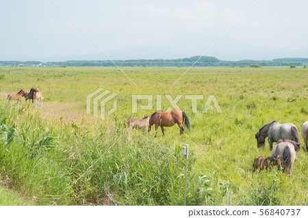 [Hokkaido] Natural flower garden in summer_Horse fighting with foal and mother horse 56840737