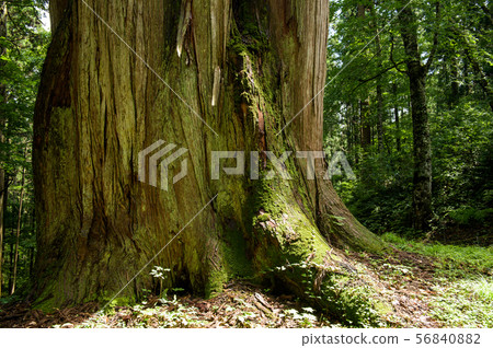Yamotosugi in the law (Akita Prefecture) 56840882