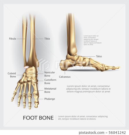 Foot Bone Vector Illustration 56841242
