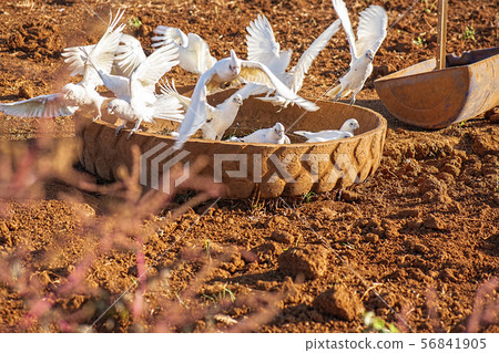 Flock of corella birds. Flock of corella birds. 56841905
