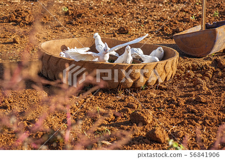 Flock of corella birds. 56841906