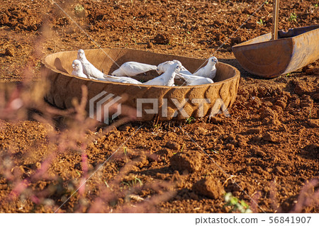 Flock of corella birds. Flock of corella birds. 56841907