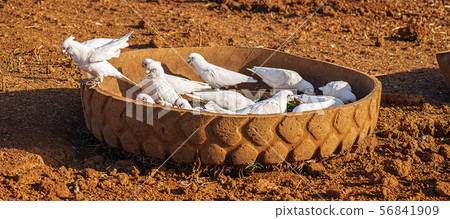 Flock of corella birds. 56841909