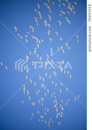 Flock of corella birds. 56841918