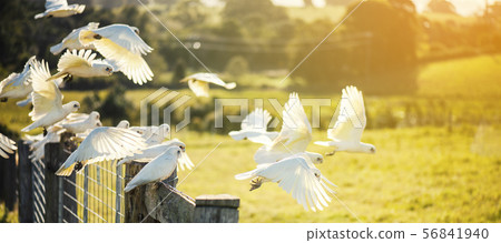 Flock of corella birds. 56841940